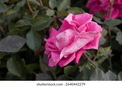 Beautiful pink rose flower closeup in garden, A very beautiful pink yellow rose flower bloomed on the rose tree, Rose flower closeup, bloom flowers, Natural spring flower floral background