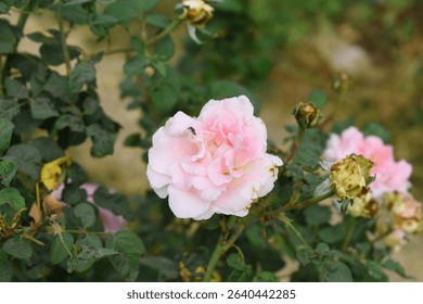 Beautiful pink rose flower closeup in garden, A very beautiful pink yellow rose flower bloomed on the rose tree, Rose flower closeup, bloom flowers, Natural spring flower floral background