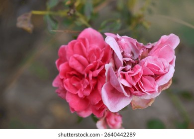 Beautiful pink rose flower closeup in garden, A very beautiful pink yellow rose flower bloomed on the rose tree, Rose flower closeup, bloom flowers, Natural spring flower floral background