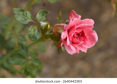 Beautiful pink rose flower closeup in garden, A very beautiful pink yellow rose flower bloomed on the rose tree, Rose flower closeup, bloom flowers, Natural spring flower floral background