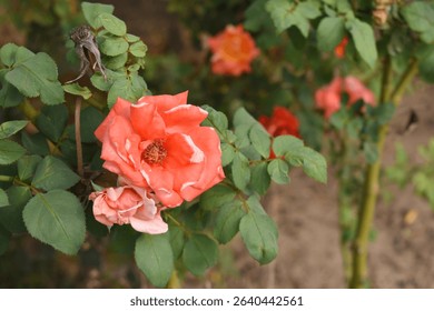 Beautiful pink rose flower closeup in garden, A very beautiful pink yellow rose flower bloomed on the rose tree, Rose flower closeup, bloom flowers, Natural spring flower floral background