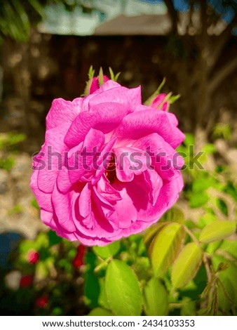 Beautiful pink rose flower in the garden. Portrait rose wallpaper. #blurredbackground Stock photo © 