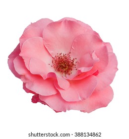 beautiful pink rose flower isolated on white background,way in paths