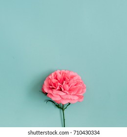Beautiful pink rose flower on blue background. Flat lay, top view. – Ảnh có sẵn