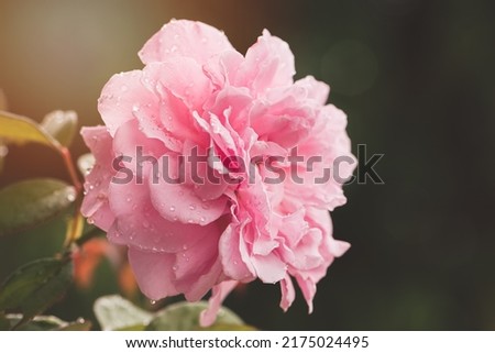 Beautiful pink rose flower with rain drops, Rose blossom petals with water droplets in wet garden, Natural background in rainy season, freshness, relaxation, flowers queen of love, valentine symbol.