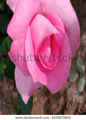 A beautiful pink rose in full bloom, with sparkling dewdrops clinging to its petals. Several glistening dewdrops are scattered across the rose petals.