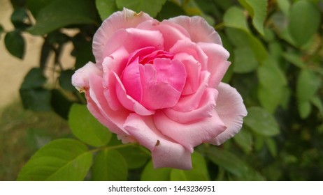 Bush Pink Tea Rose Buds Garden Stock Photo (Edit Now) 300543065