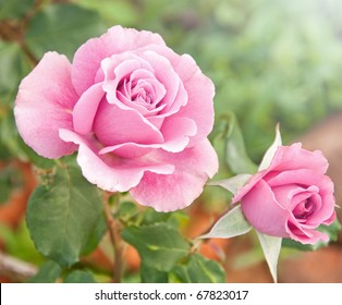 Beautiful Pink Rose In A Garden