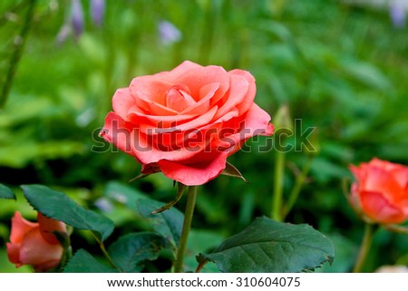 Beautiful Pink Rose Garden Artistic Image Stock Photo Edit Now