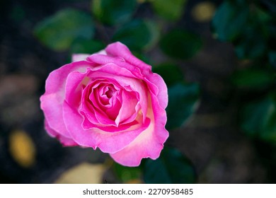 Beautiful pink rose growing in a rose garden close-up on a blurred background, top view - Powered by Shutterstock