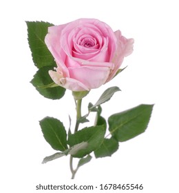 Beautiful Pink Rose Hera Isolated Stock Photo 1678465546 | Shutterstock