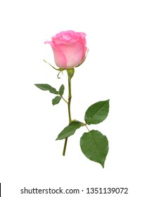 Beautiful Pink Rose Isolated On White 