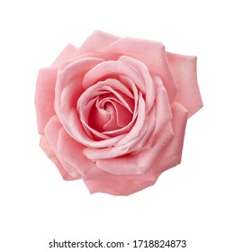 Beautiful pink rose isolated on white background. Pink rose blossom