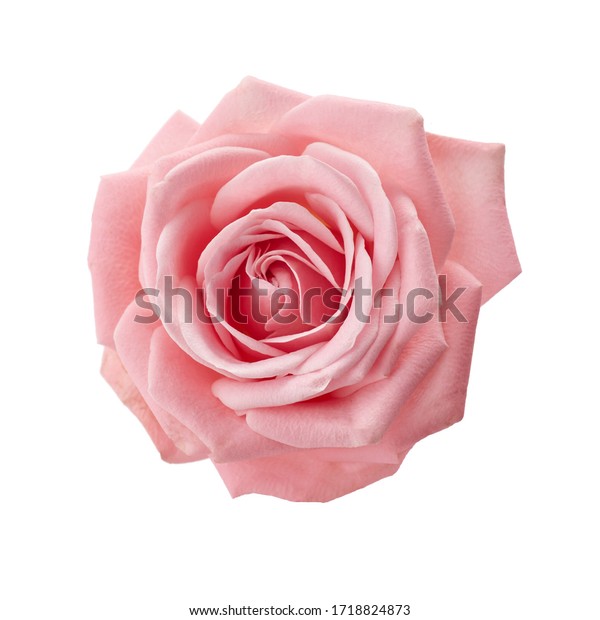 576875 Fotos De Rosas Para Recortar Fotos Imágenes Y Otros Productos Fotográficos De Stock 3477