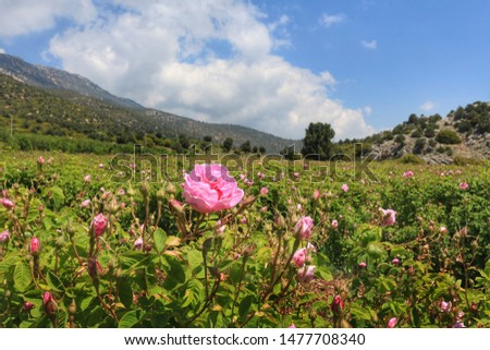 The beautiful pink rose of Isparta in Turkey