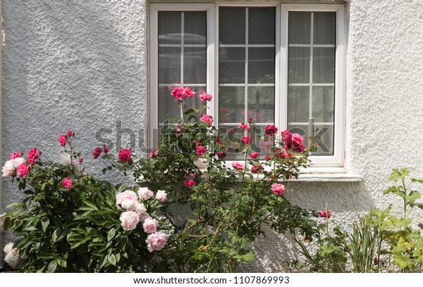 Beautiful Pink Rose Peony Blossom Under Stock Photo Edit Now