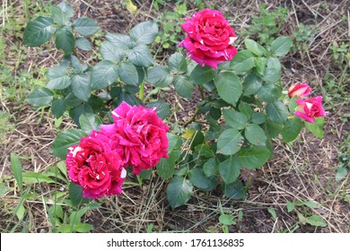 Beautiful pink rose in a summer garden