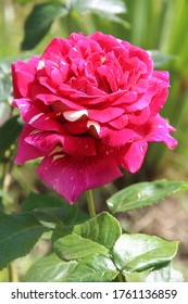Beautiful pink rose in a summer garden