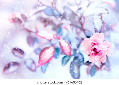 Beautiful pink roses and blue leaves in snow and frost in a winter park. Christmas artistic image. Selective and soft focus. - Powered by Shutterstock