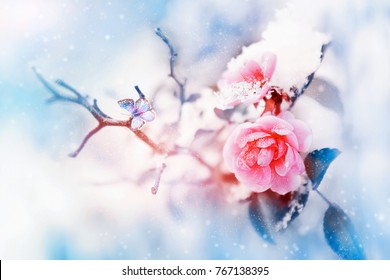 Beautiful pink roses and butterfly in the snow and frost on a blue and pink background. Snowing. Artistic winter natural image. Selective and soft focus.