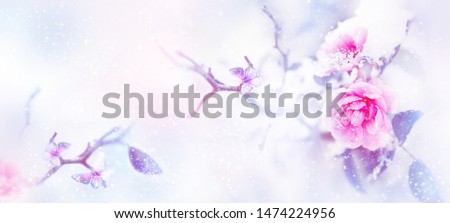 Beautiful pink roses and butterfly in the snow and frost on a blue and pink background. Snowing. Artistic winter natural image. Selective and soft focus. Copy space. Wide format.
