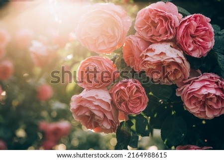 Beautiful pink roses in early morning hours in Vienna Hofburg garden. Natural backlit shot. Nature, summer, travel concept. Gardening