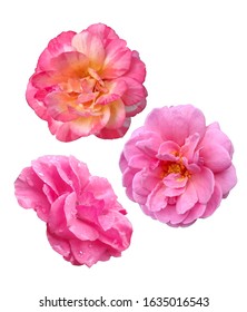 Beautiful pink roses, isolated on white background, Valentine' day - Shutterstock ID 1635016543