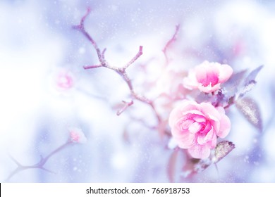 Beautiful pink roses in snow and frost in a winter park. Christmas artistic image. Selective and soft focus.