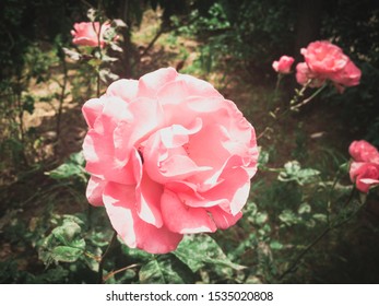 Beautiful pink roses. Special effects.