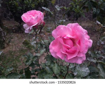 Beautiful pink roses. Special effects.