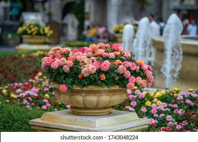 Vietnam Rose Images Stock Photos Vectors Shutterstock