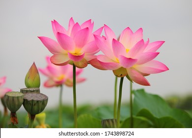 A Beautiful pink sacred lotus flower on white blurred sky background.