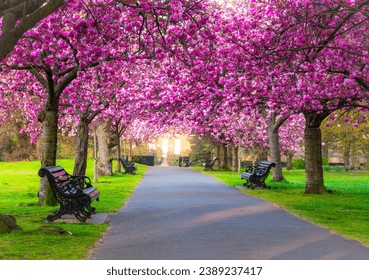 Beautiful pink sakura blooming trees in Greenwich natural park in the springtime in London