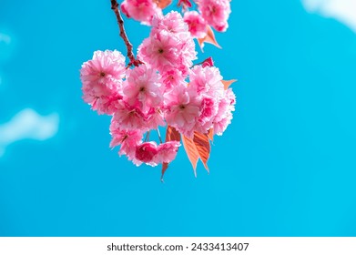 Hermosas flores Sakura rosa