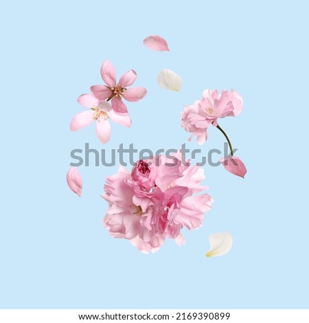 Beautiful pink sakura tree flowers flying on turquoise background