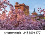 Beautiful pink saucer magnolia trees in full bloom in front of the famous Smithsonian castle.