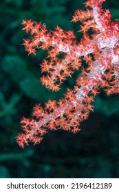 Beautiful Pink Soft Coral Hangs From A Reef Showing It's Delicate Structure And Wonderful Pastel Colors.

