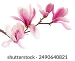 Beautiful pink spring magnolia flowers on a tree branch isolated on white