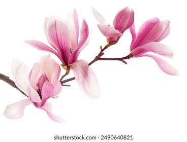 Beautiful pink spring magnolia flowers on a tree branch isolated on white - Powered by Shutterstock