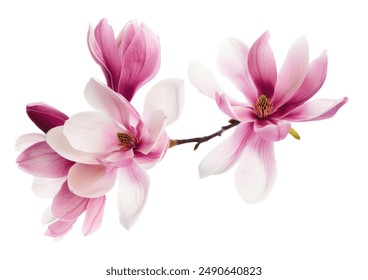 Beautiful pink spring magnolia flowers on a tree branch isolated on white - Powered by Shutterstock