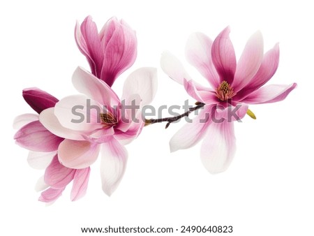 Beautiful pink spring magnolia flowers on a tree branch isolated on white