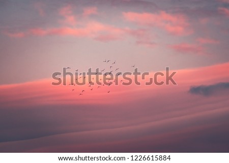 Similar – Migratory birds in the evening sky