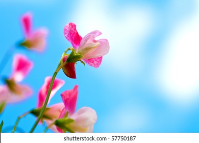 Beautiful pink sweet peas flowers against blue sky