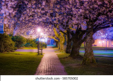 Beautiful Pink Trees. Cherry Blossom, University Of Washington, WA, USA.