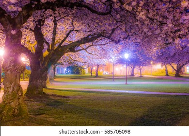 Beautiful Pink Trees. Cherry Blossom, University Of Washington, WA, USA.
