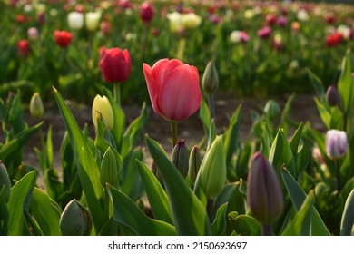 Beautiful pink tulip close up in a garden field. Side perspective. Petals. Sunny spring. Grass and vegetation on a meadow full of tulips. Beautiful colorful flowers during spring in a sunny day.