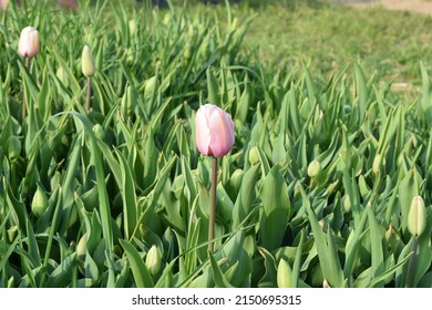 Beautiful pink tulip close up in a garden field. Side perspective. Petals. Sunny spring. Grass and vegetation on a meadow. Beautiful colorful tulip during spring in a sunny day.