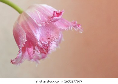 Beautiful pink tulip Fancy Frills. Spring flower with light border, fringe and white bottom. Pink terry tulip in the upper left corner on a light pink background. Concept for holiday card, copy space.