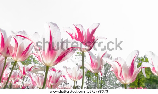 beautiful pink tulip field isolated on white background, tulip flower on blurred trees, springtime idyll in sunshine with copy space, floral home decoration mural, floral design concept