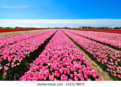 205,541 Beautiful Pink Tulip Field Images, Stock Photos & Vectors ...